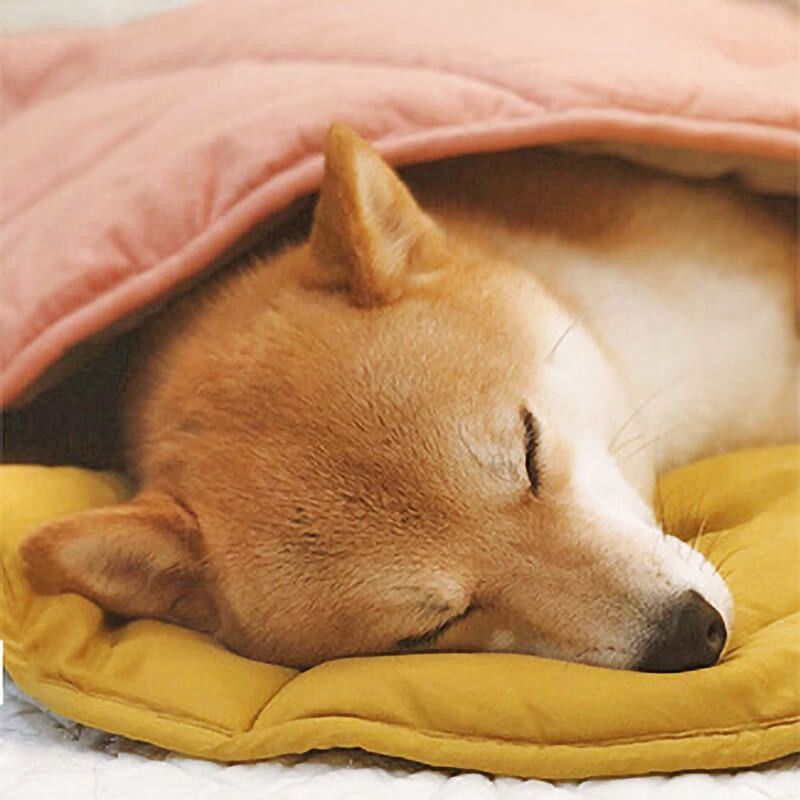 Ginkgo Leaf Shaped Pet Mat – Thickened Multi-Use Plush Blanket & Cushion for Cats and Dogs, All-Season Floor Bed, Crate Pad and Cozy Throw (Pink)